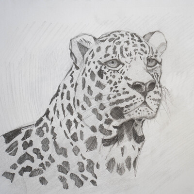 Leopard Sketch
